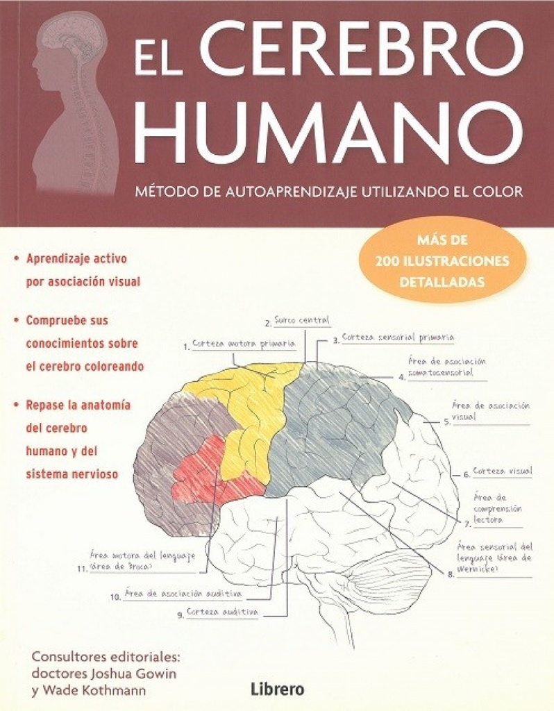 EL CEREBRO HUMANO